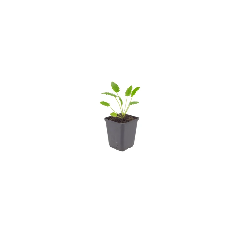 6x Wiesenknopf 'Tanna' kaufen – Sanguisorba officinalis | Naturnahe Staude, Höhe 10–25 cm