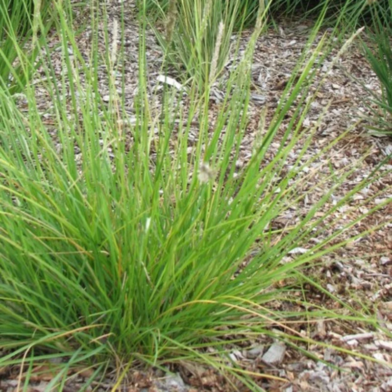 6x Herbst-Kopfgras kaufen – Sesleria autumnalis | Höhe 10–25 cm, Ø 9 cm