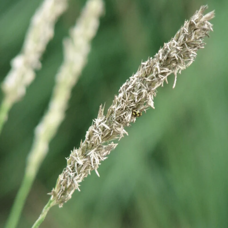 6x Herbst-Kopfgras kaufen – Sesleria autumnalis | Höhe 10–25 cm, Ø 9 cm