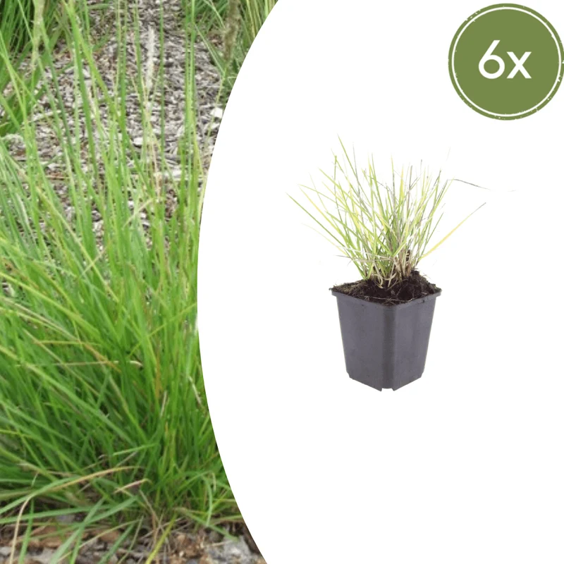 6x Herbst-Kopfgras kaufen – Sesleria autumnalis | Höhe 10–25 cm, Ø 9 cm