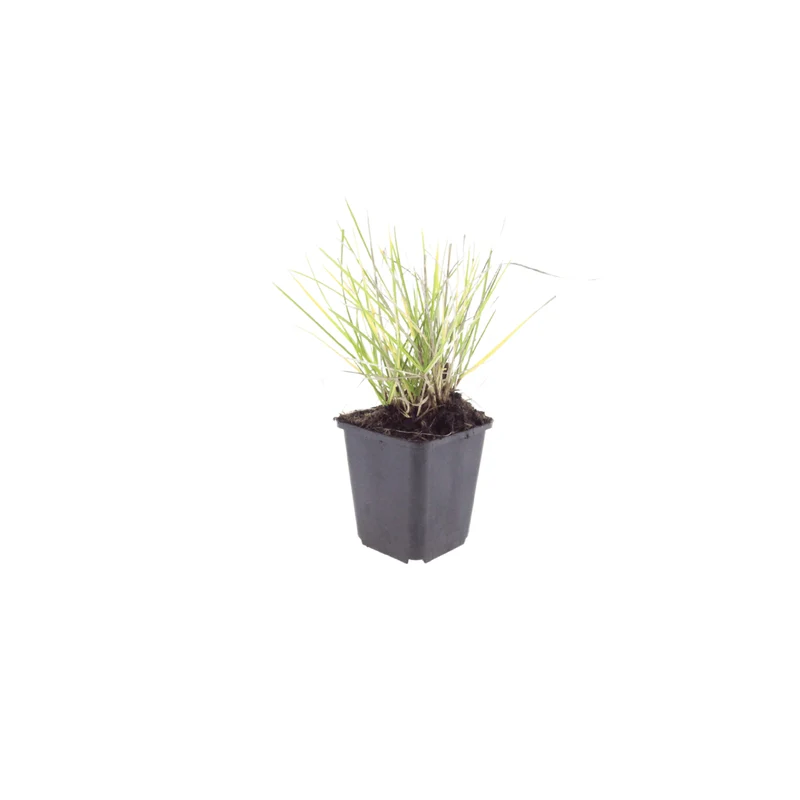 6x Herbst-Kopfgras kaufen – Sesleria autumnalis | Höhe 10–25 cm, Ø 9 cm