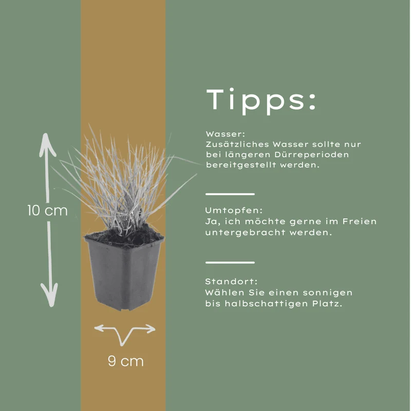 6x Herbst-Kopfgras kaufen – Sesleria autumnalis | Höhe 10–25 cm, Ø 9 cm