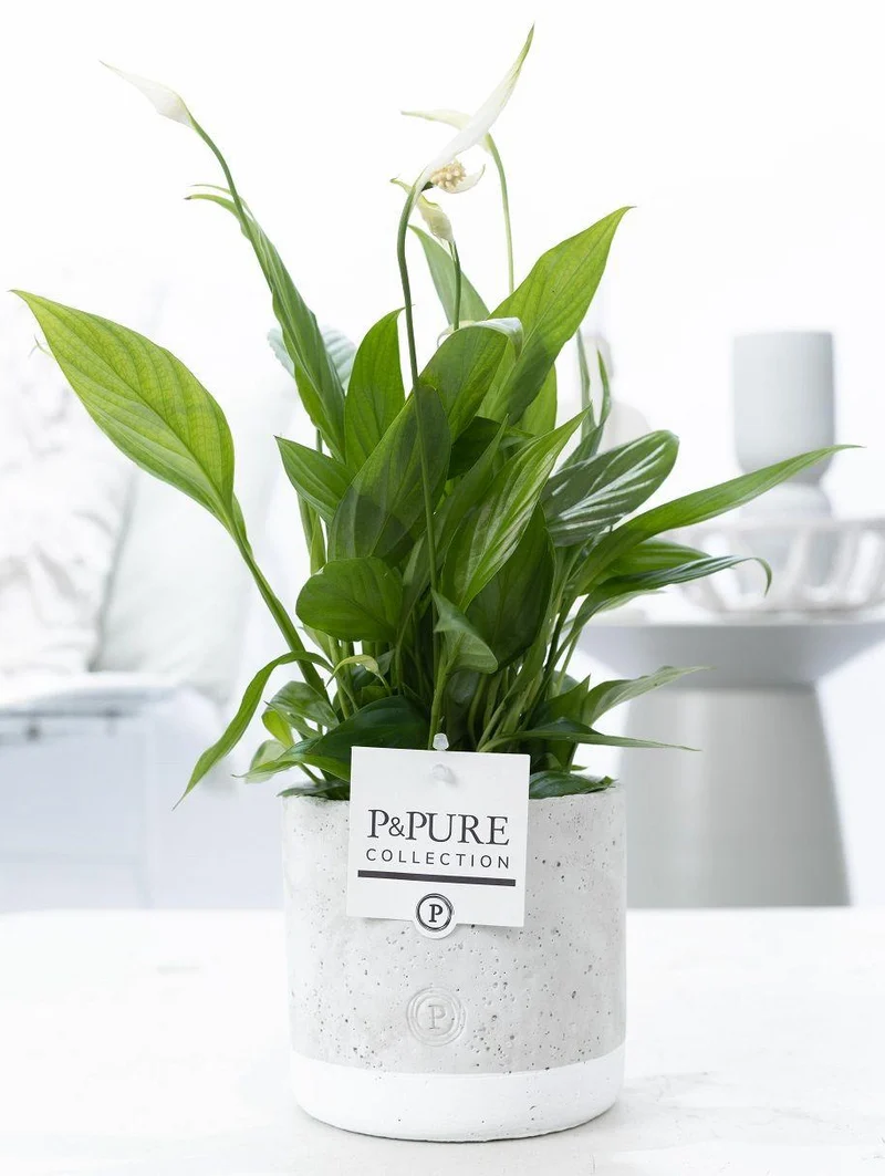 Spathiphyllum in P&PURE Jade Ceramics - Ø 12 cm - Höhe 35 cm