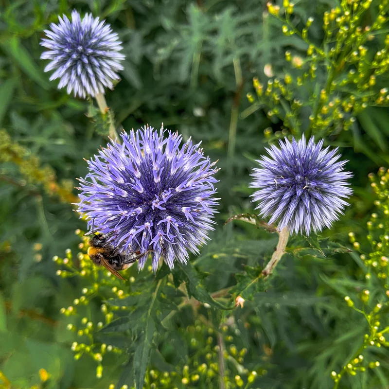 6x Kugeldistel kaufen – Echinops ritro | Höhe 10–25 cm, Ø 9 cm