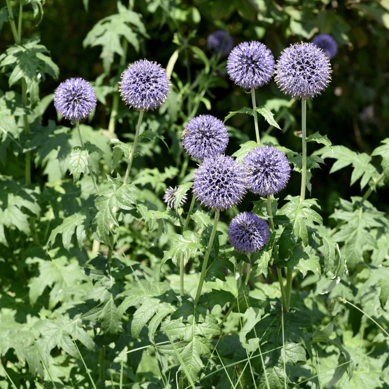 6x Kugeldistel kaufen – Echinops ritro | Höhe 10–25 cm, Ø 9 cm