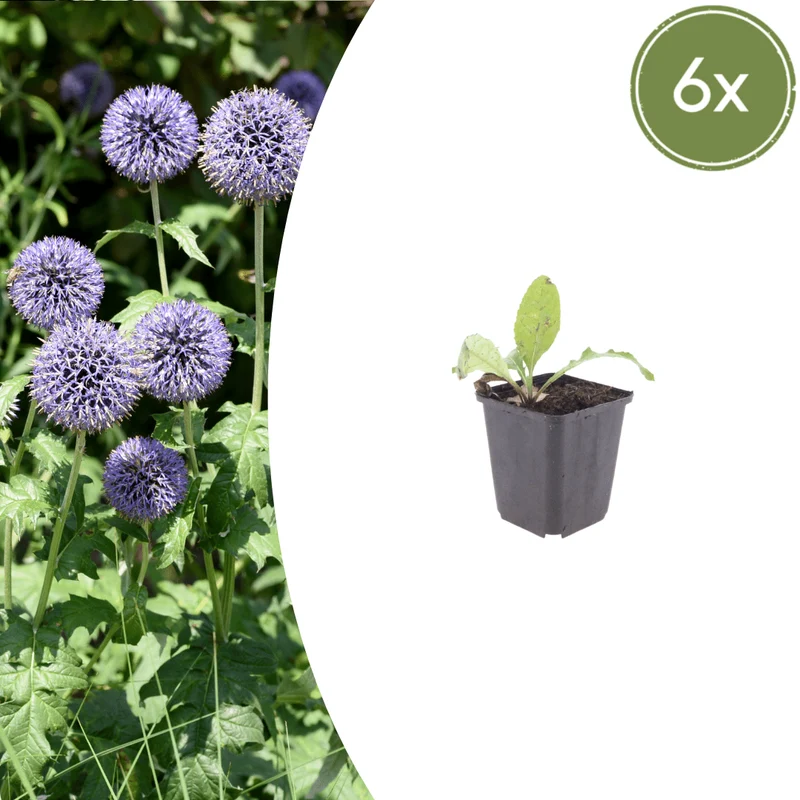 6x Kugeldistel kaufen – Echinops ritro | Höhe 10–25 cm, Ø 9 cm