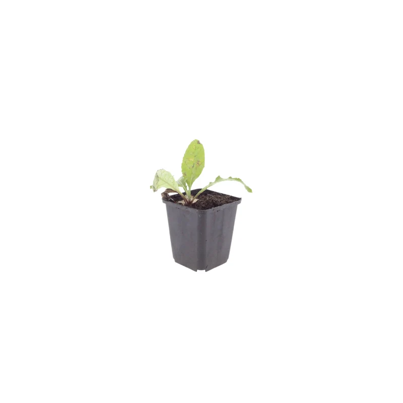 6x Kugeldistel kaufen – Echinops ritro | Höhe 10–25 cm, Ø 9 cm