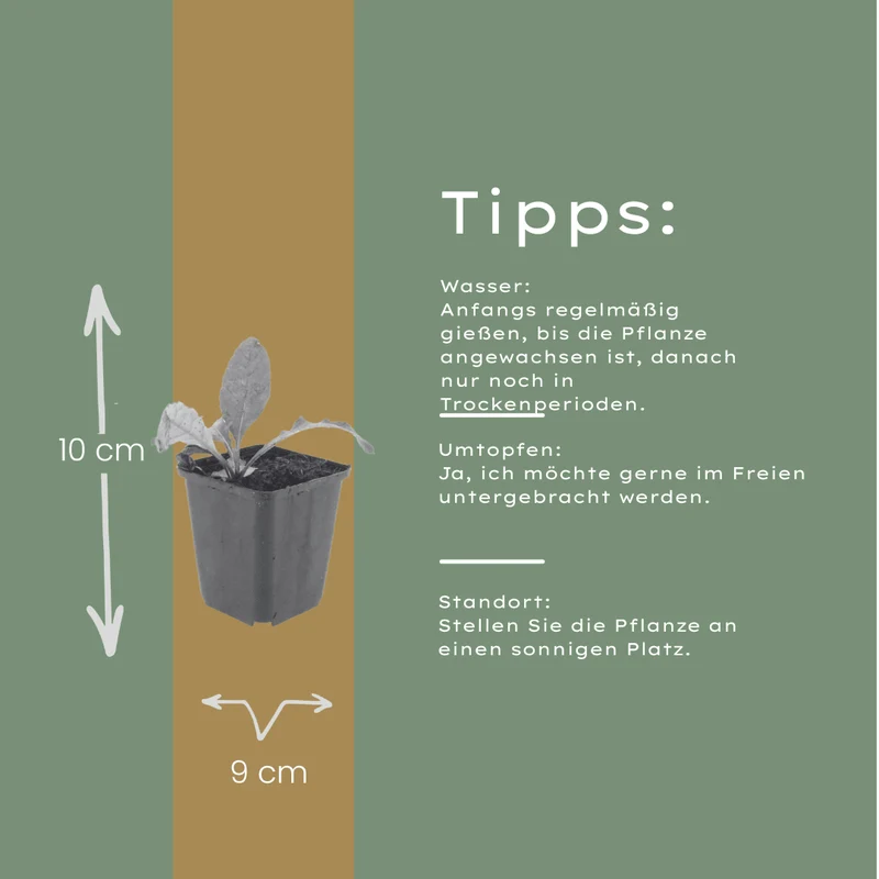 6x Kugeldistel kaufen – Echinops ritro | Höhe 10–25 cm, Ø 9 cm