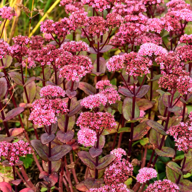 6x Fetthenne 'Matrona' kaufen – Sedum telephium | Höhe 10–25 cm, Ø 9 cm