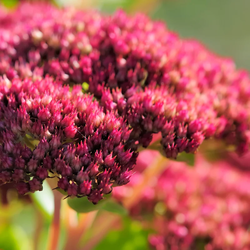 6x Fetthenne 'Matrona' kaufen – Sedum telephium | Höhe 10–25 cm, Ø 9 cm