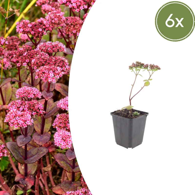 6x Fetthenne 'Matrona' kaufen – Sedum telephium | Höhe 10–25 cm, Ø 9 cm
