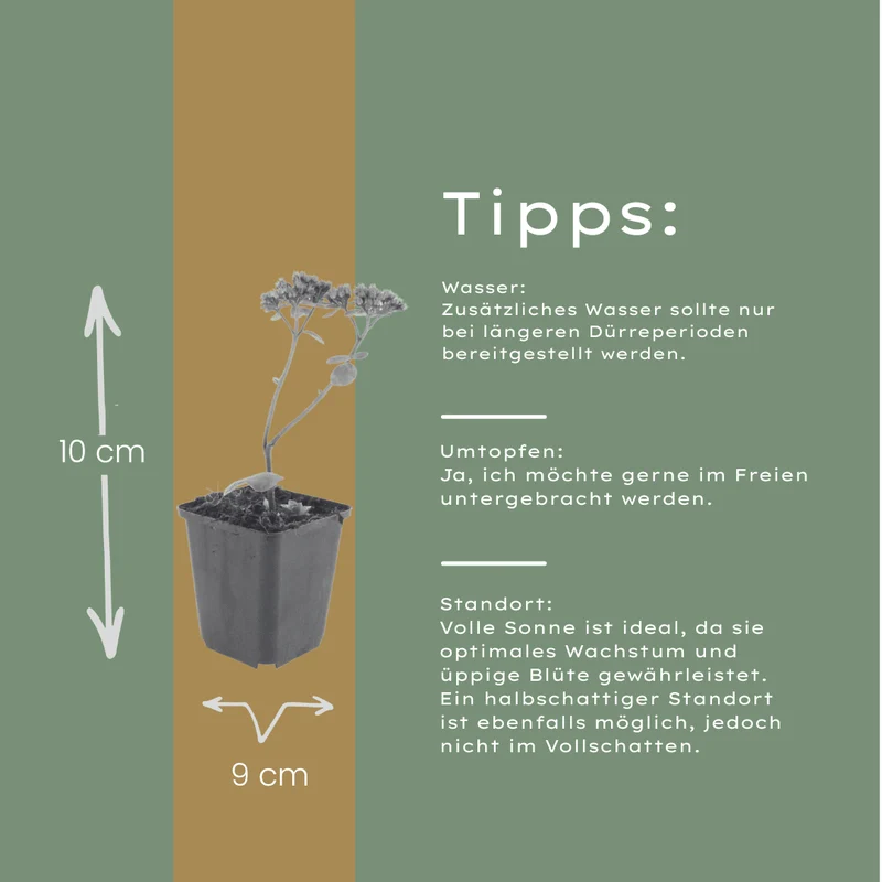 6x Fetthenne 'Matrona' kaufen – Sedum telephium | Höhe 10–25 cm, Ø 9 cm