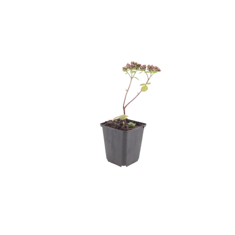 6x Fetthenne 'Matrona' kaufen – Sedum telephium | Höhe 10–25 cm, Ø 9 cm