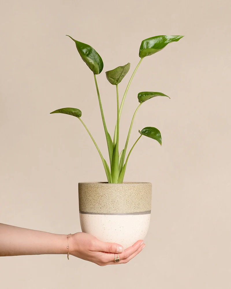 Alocasia 'Tiny Dancer'