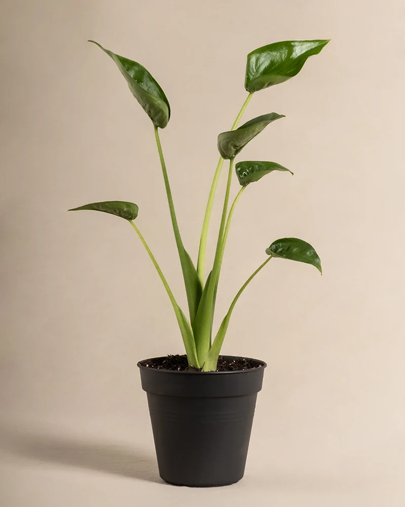 Alocasia 'Tiny Dancer'