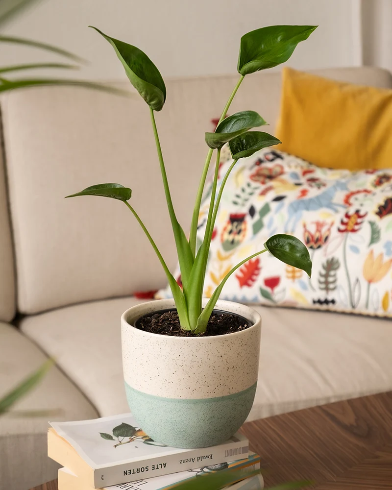 Alocasia 'Tiny Dancer'