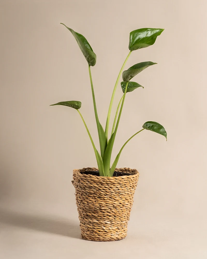 Alocasia 'Tiny Dancer'