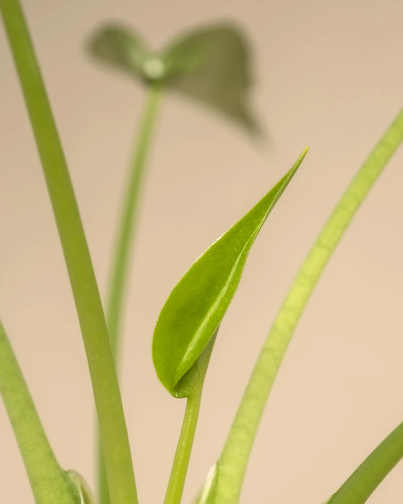 Alocasia 'Tiny Dancer'