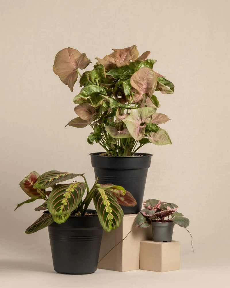 Farbenfrohes Pflanzen-Trio