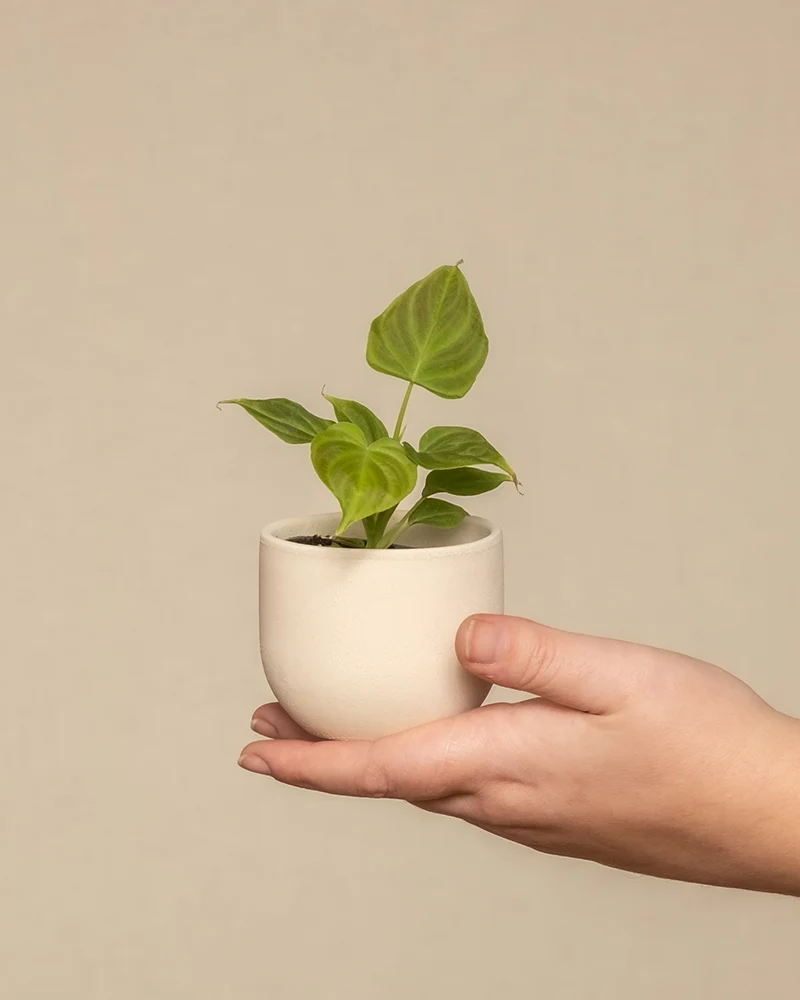 Philodendron verrucosum Babypflanze