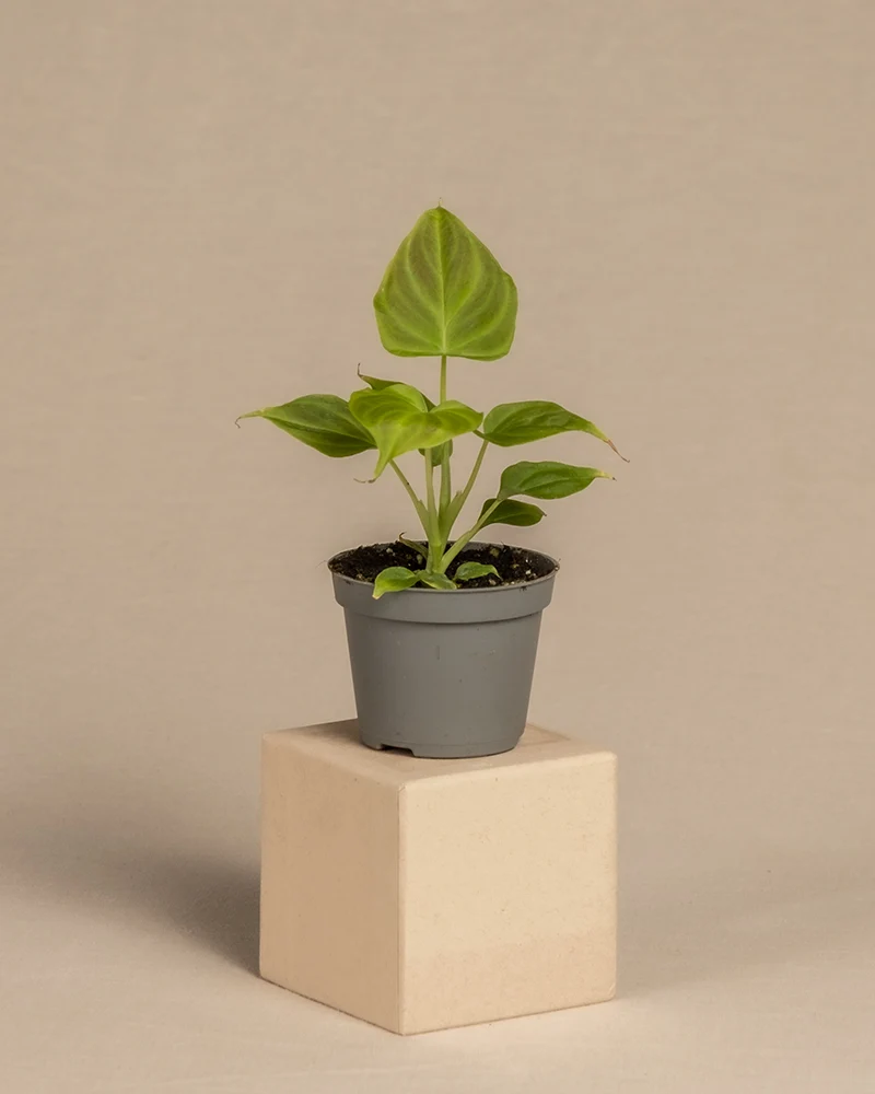 Philodendron verrucosum Babypflanze