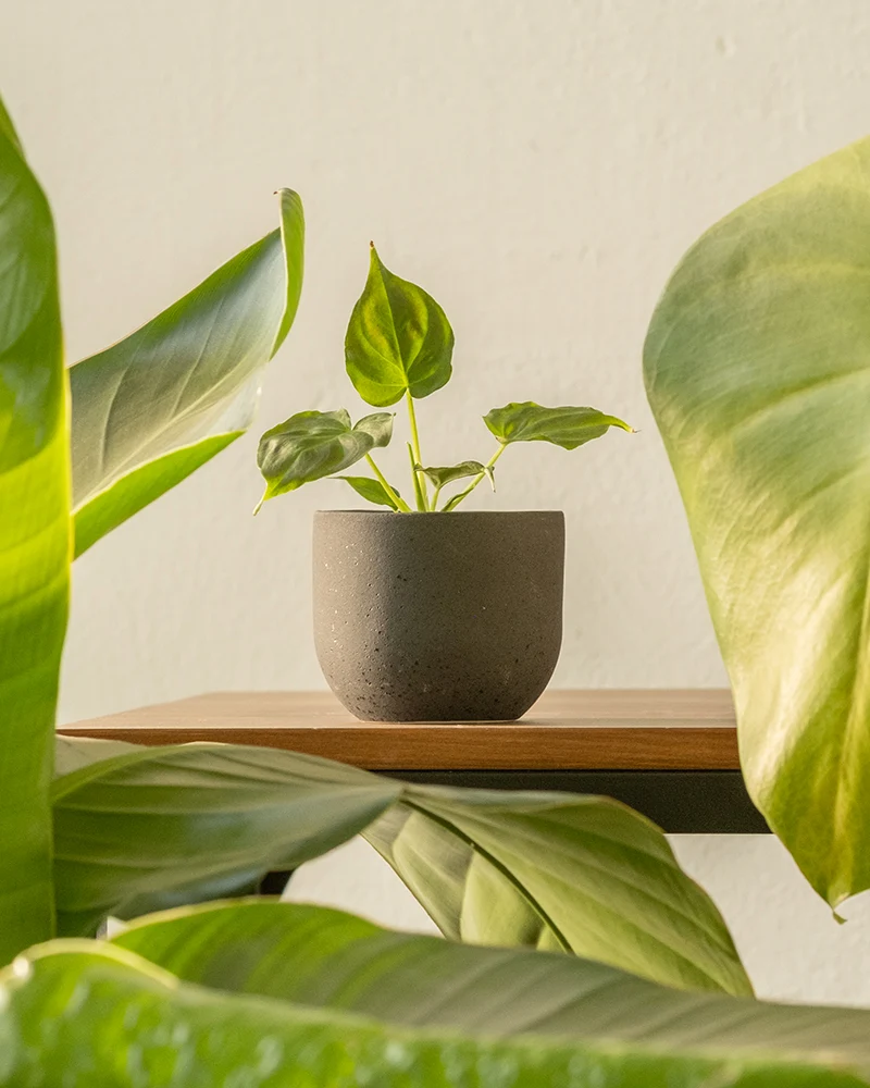 Philodendron verrucosum Babypflanze
