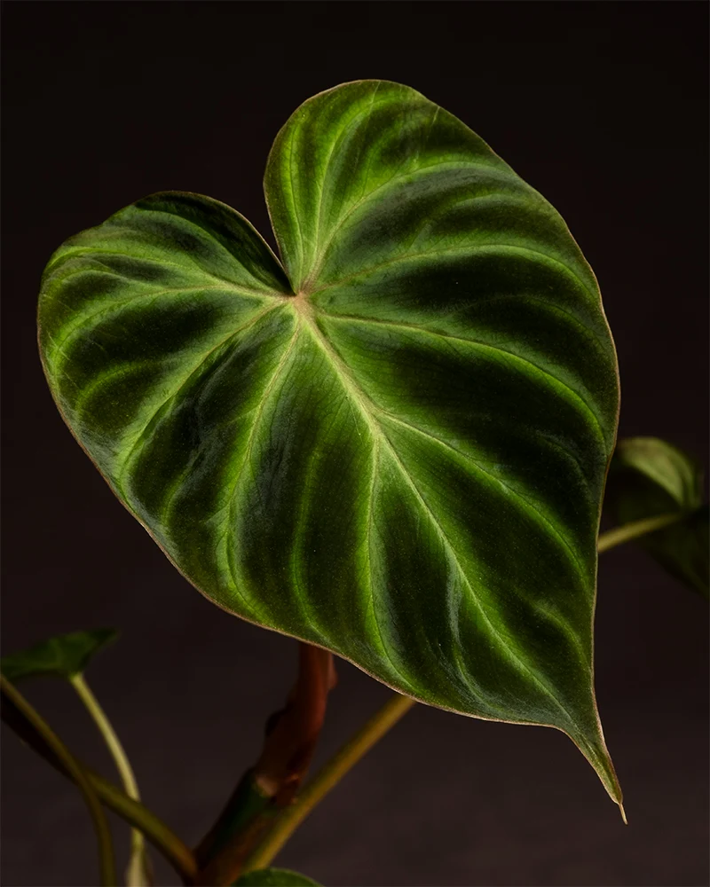 Philodendron verrucosum Babypflanze