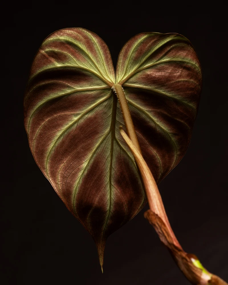 Philodendron verrucosum Babypflanze