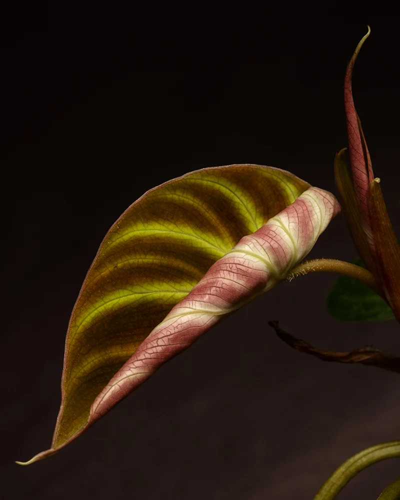 Philodendron verrucosum Babypflanze
