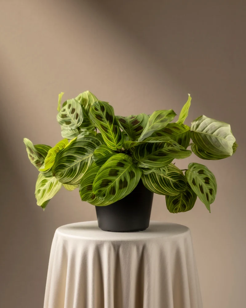 Maranta 'Light Veins'