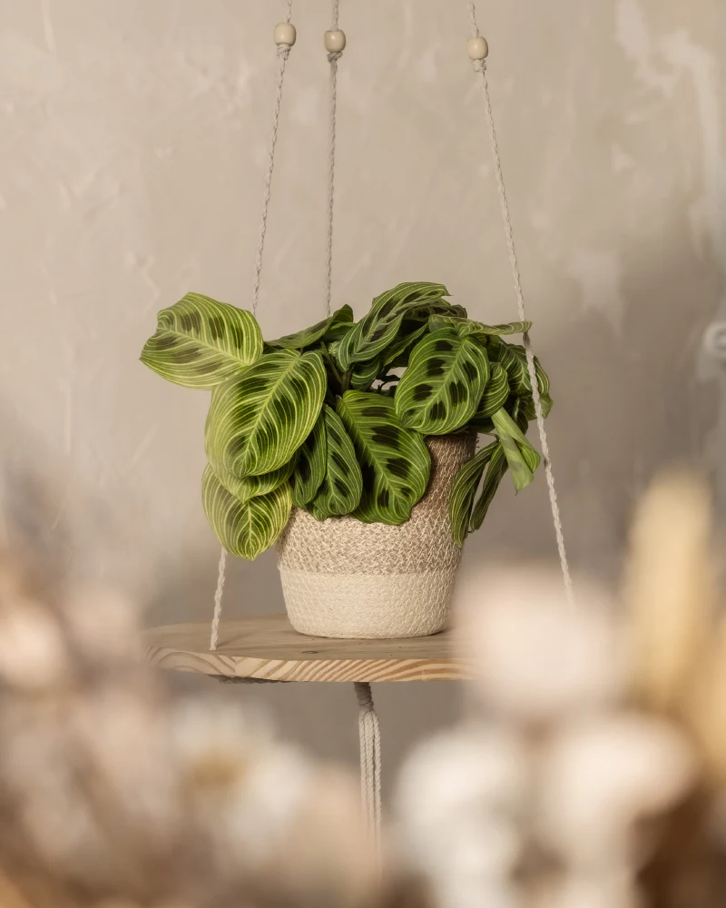 Maranta 'Light Veins'