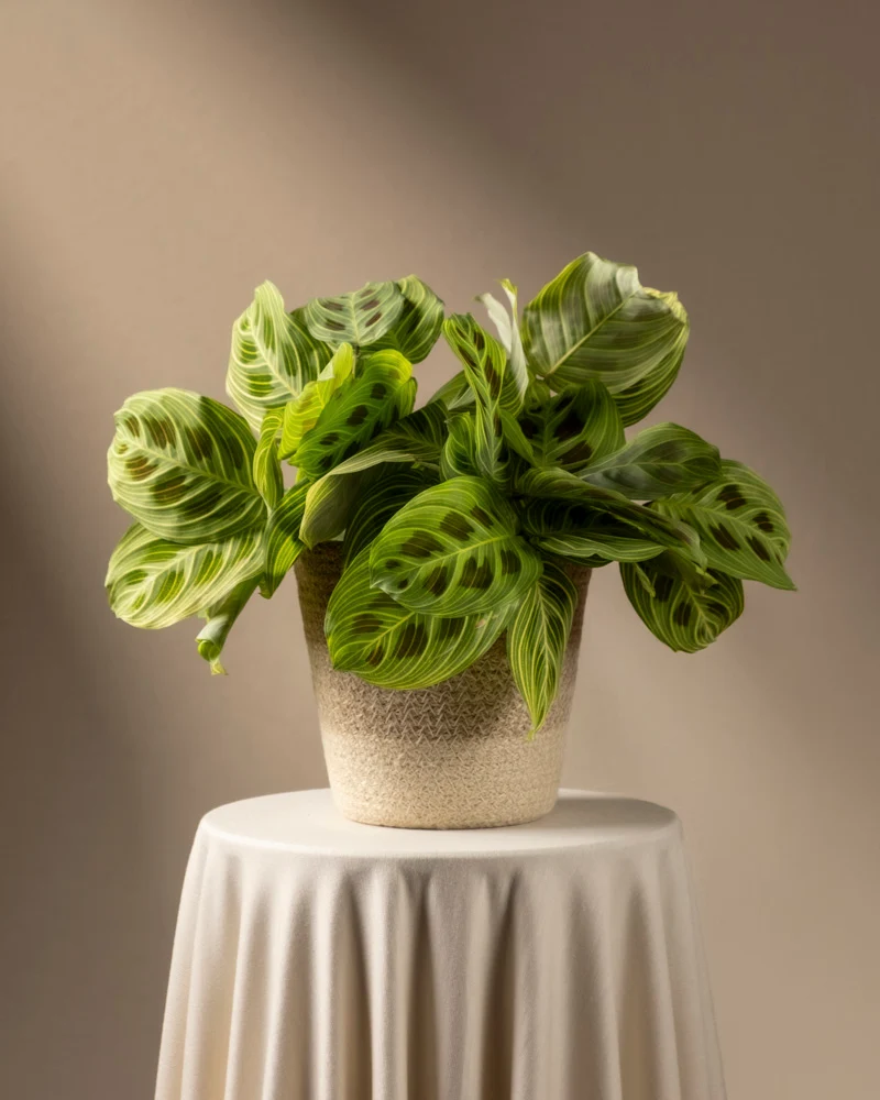 Maranta 'Light Veins'