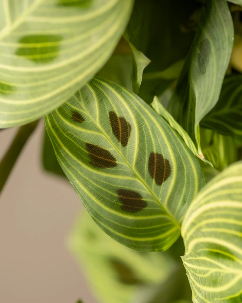 Maranta 'Light Veins'