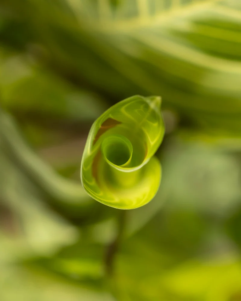 Maranta 'Light Veins'