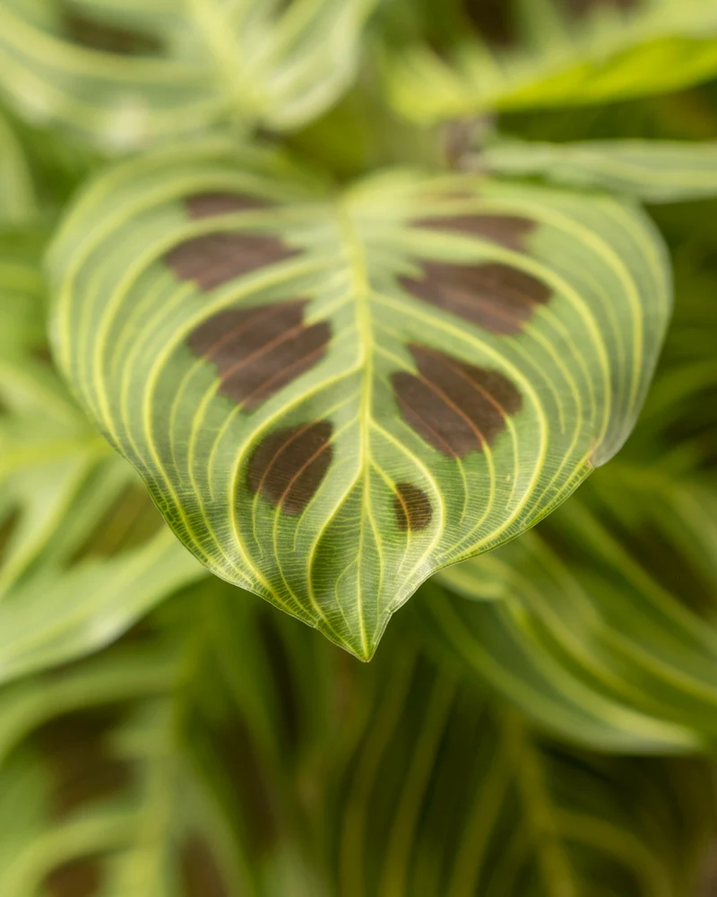 Maranta 'Light Veins'