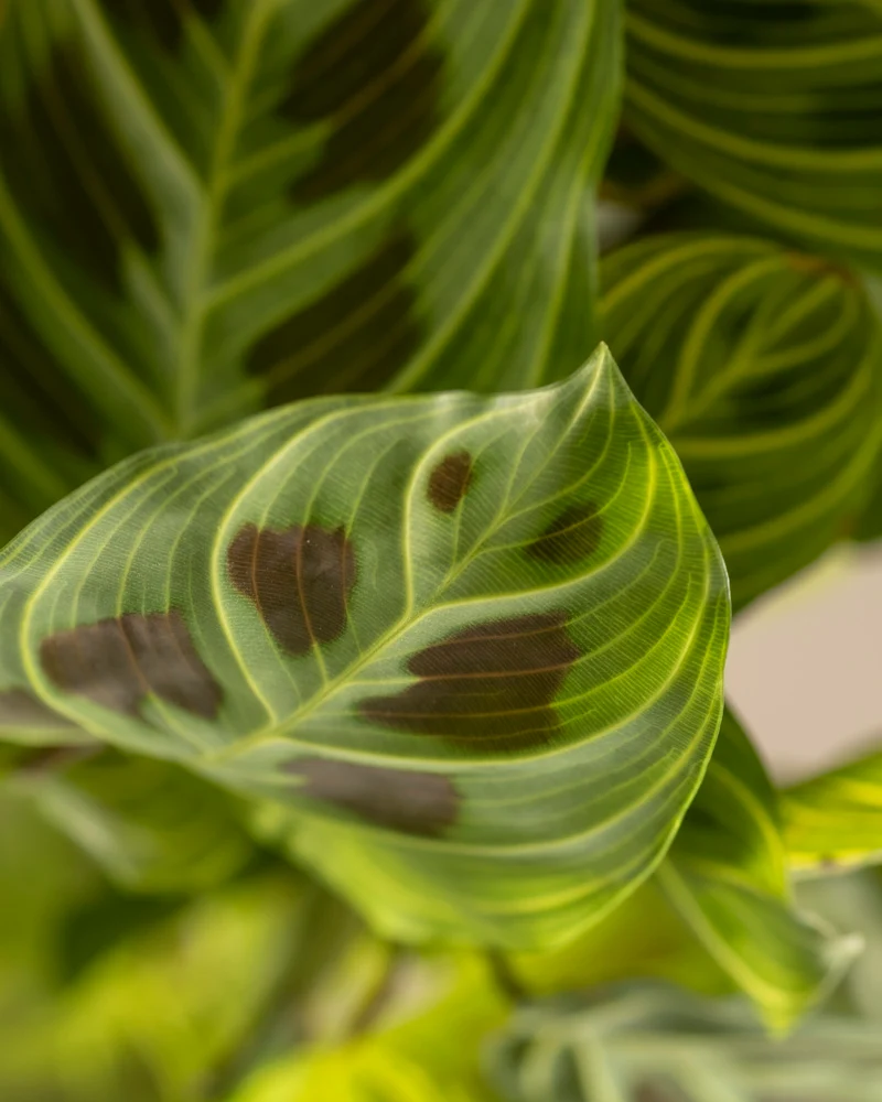 Maranta 'Light Veins'
