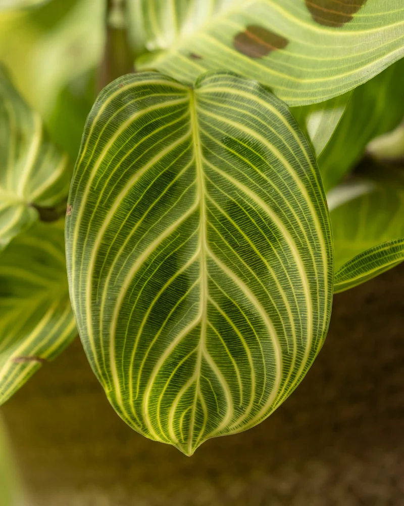Maranta 'Light Veins'