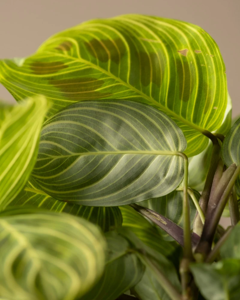 Maranta 'Light Veins'