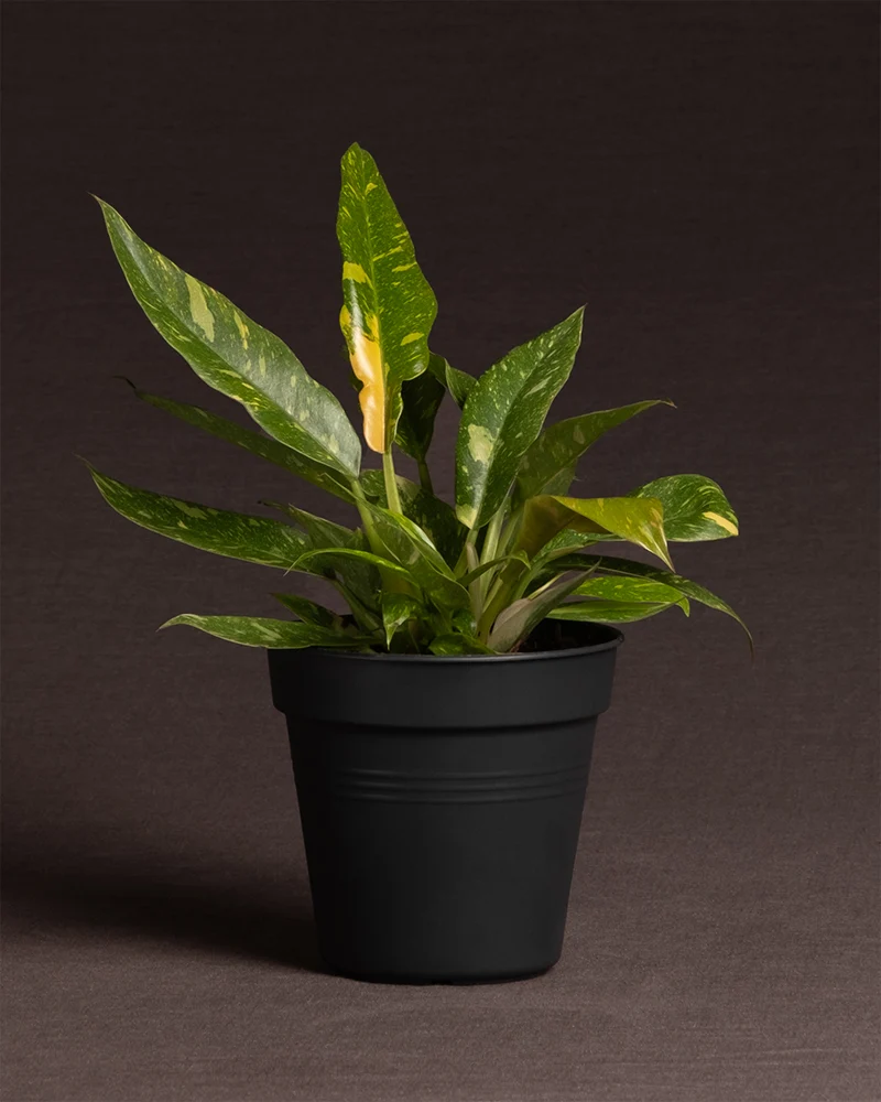 Philodendron 'Ring of Fire'