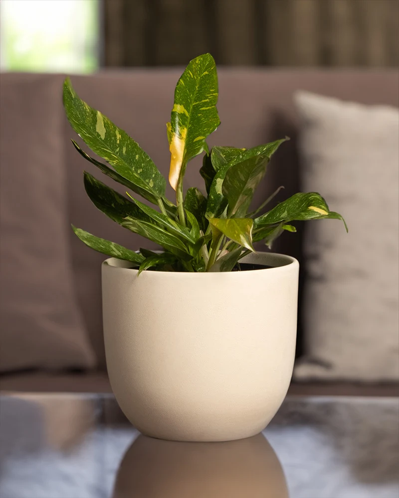 Philodendron 'Ring of Fire'