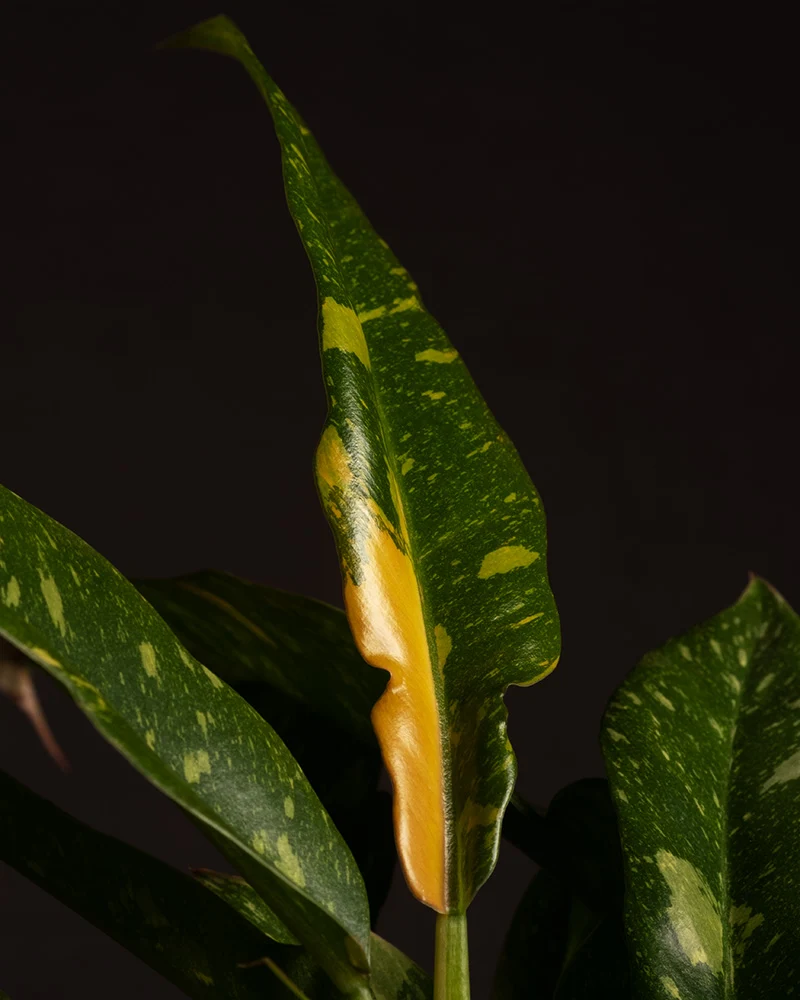 Philodendron 'Ring of Fire'