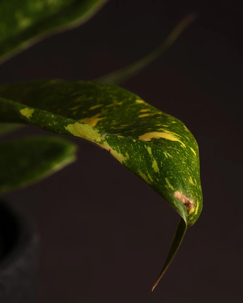Philodendron 'Ring of Fire'