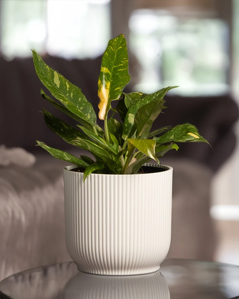 Philodendron 'Ring of Fire'