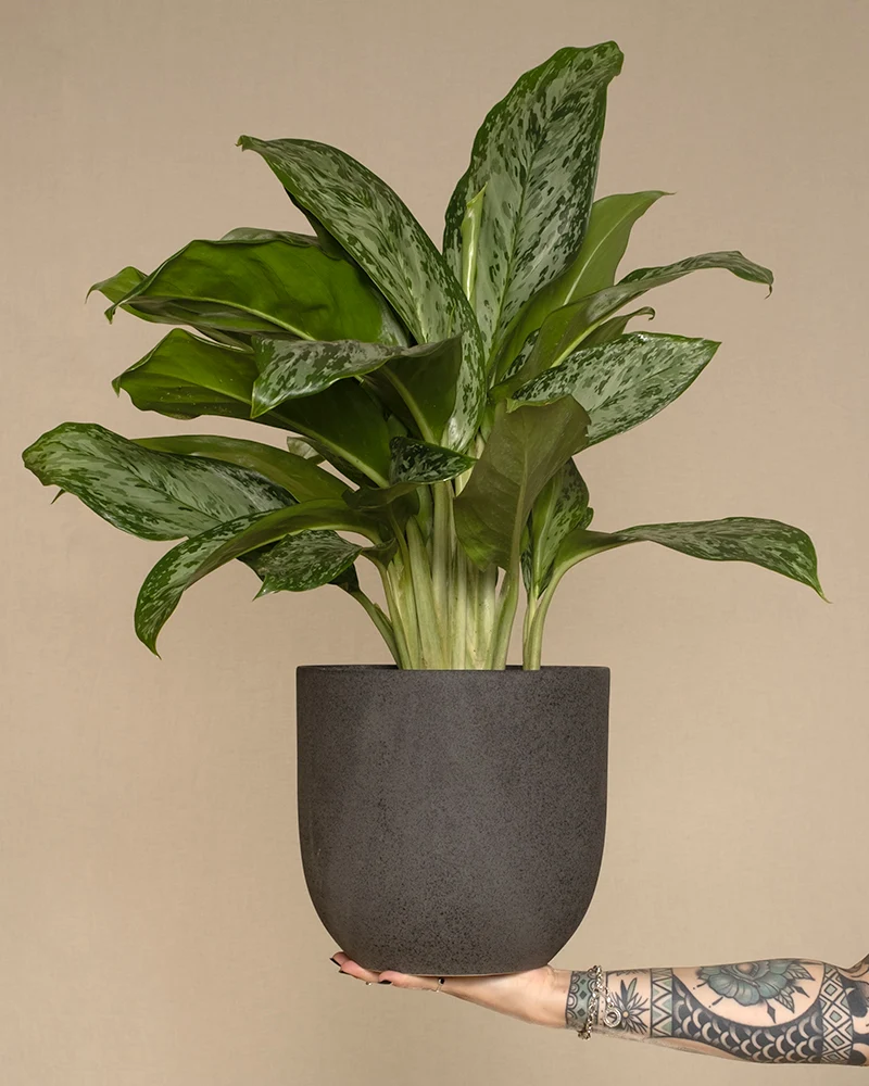 Aglaonema greenlight