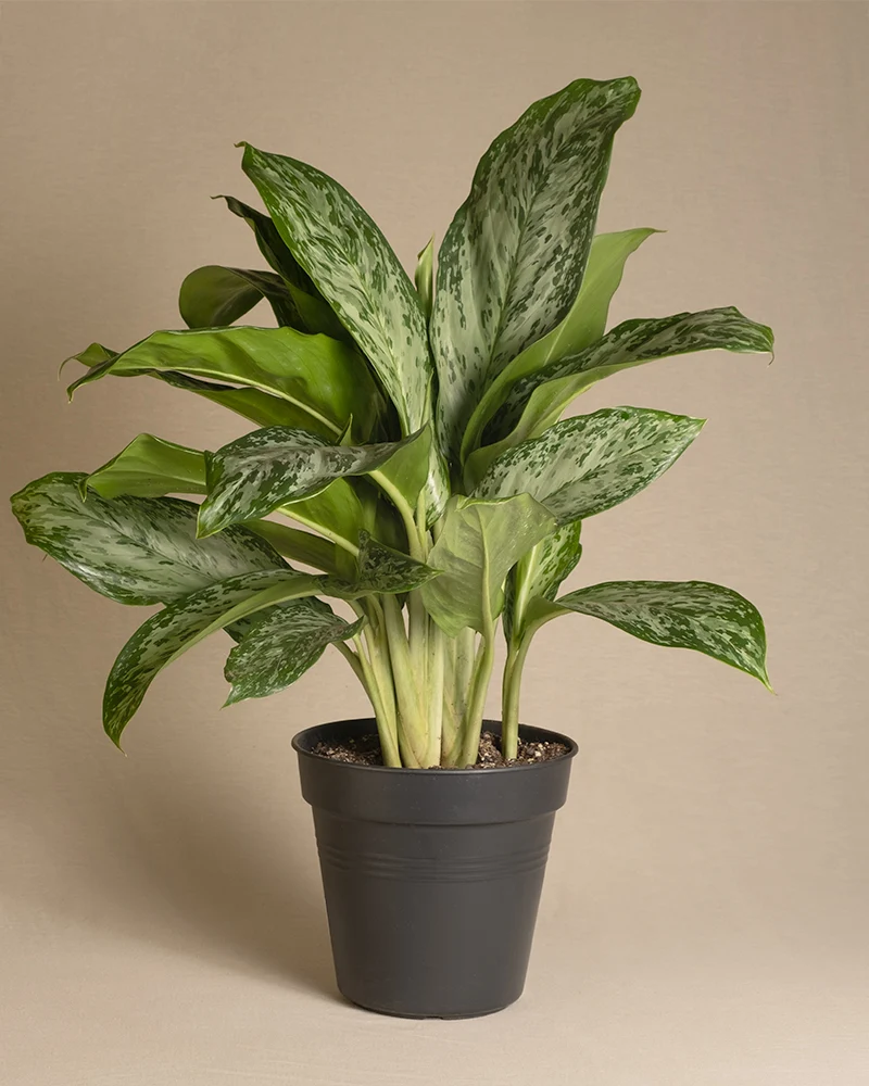 Aglaonema greenlight