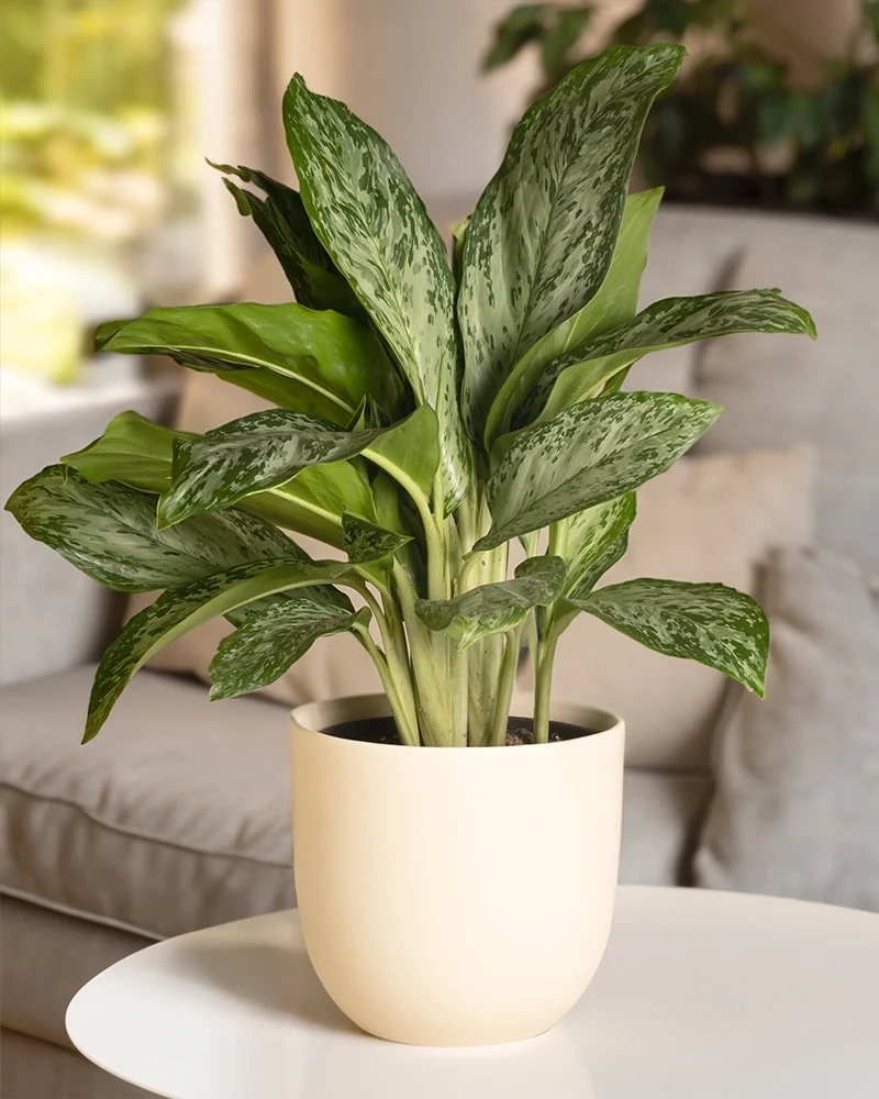 Aglaonema greenlight