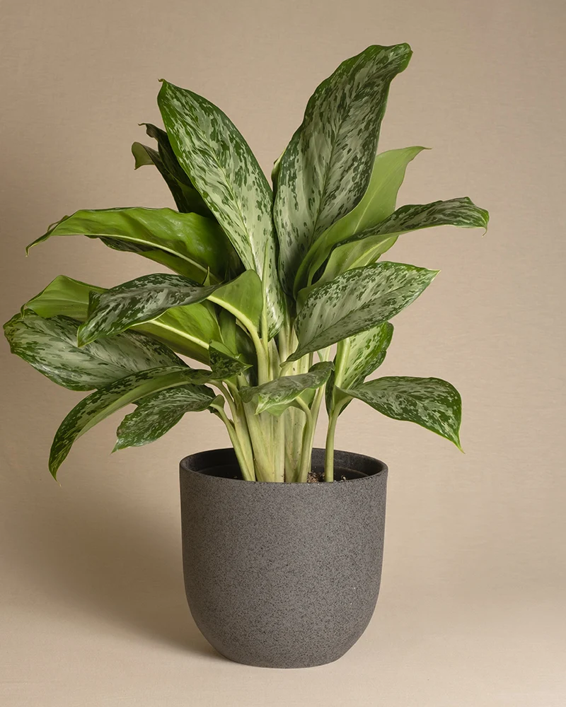 Aglaonema greenlight