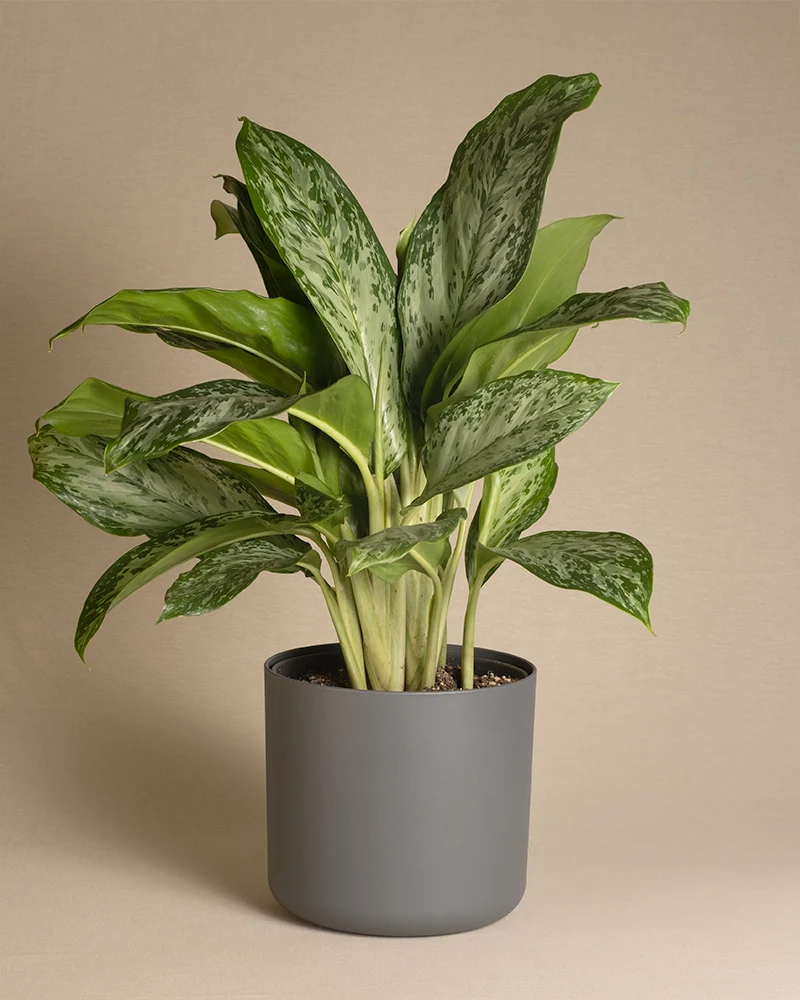 Aglaonema greenlight