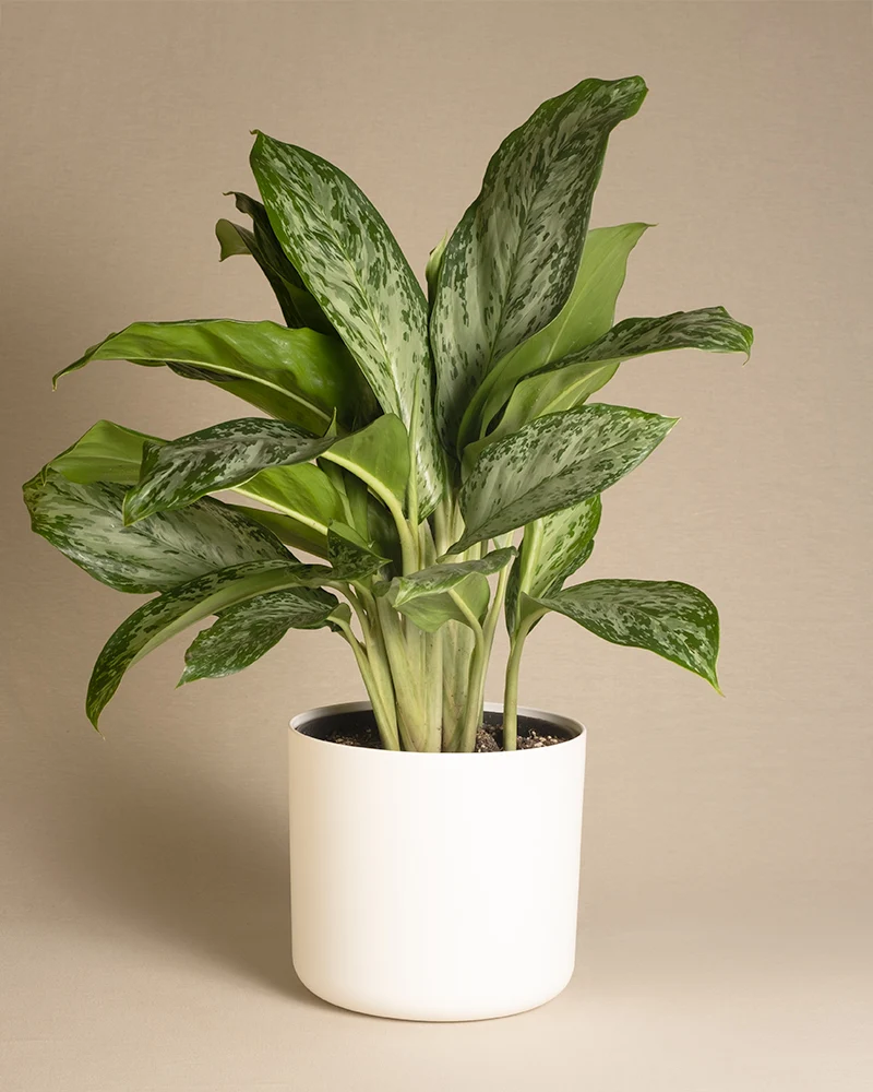 Aglaonema greenlight