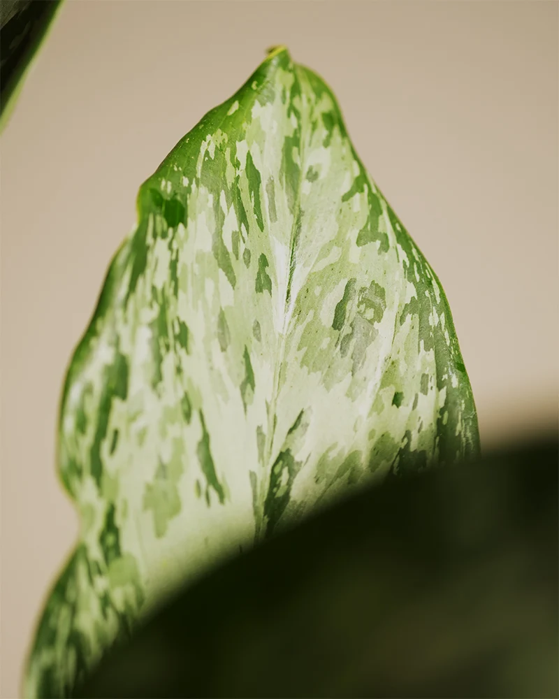 Aglaonema greenlight